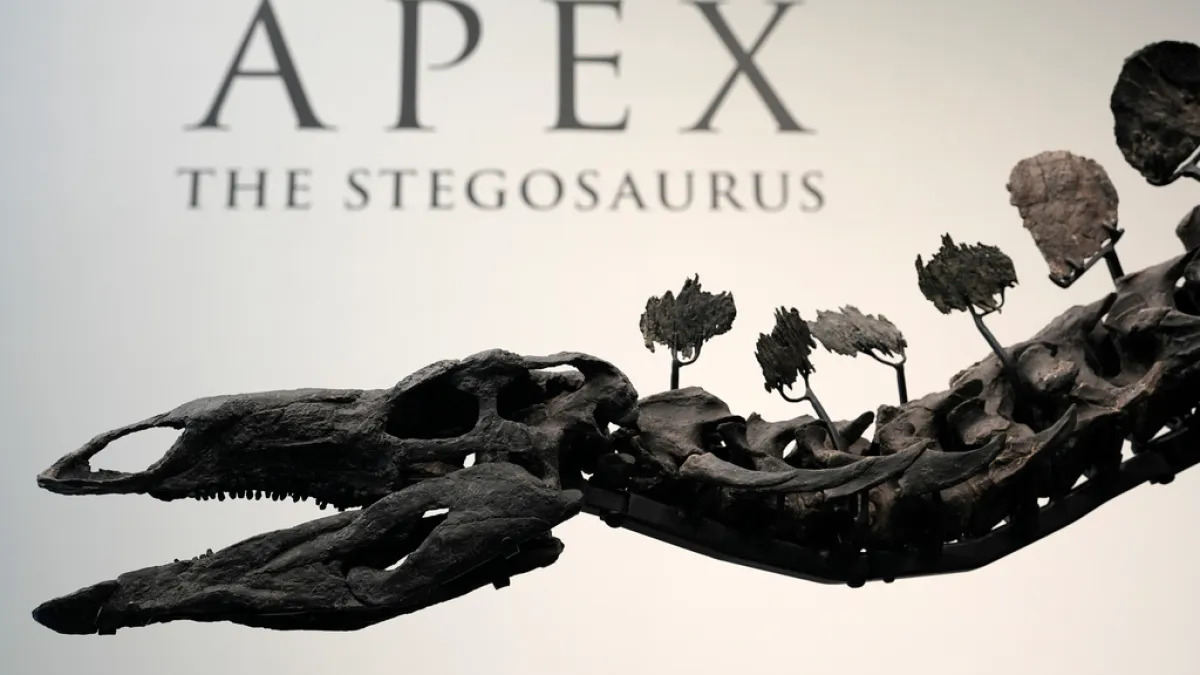 stegosaurus skeleton